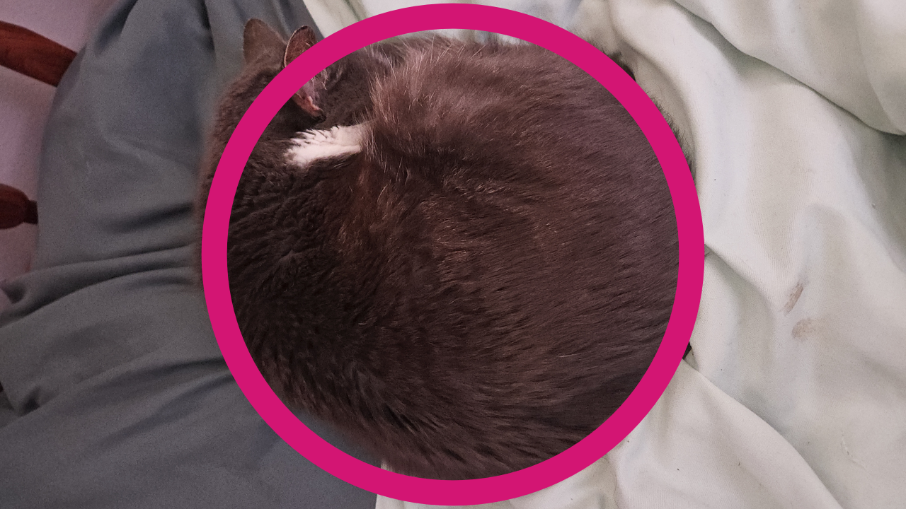 How My Cat Is A Circle Also?
