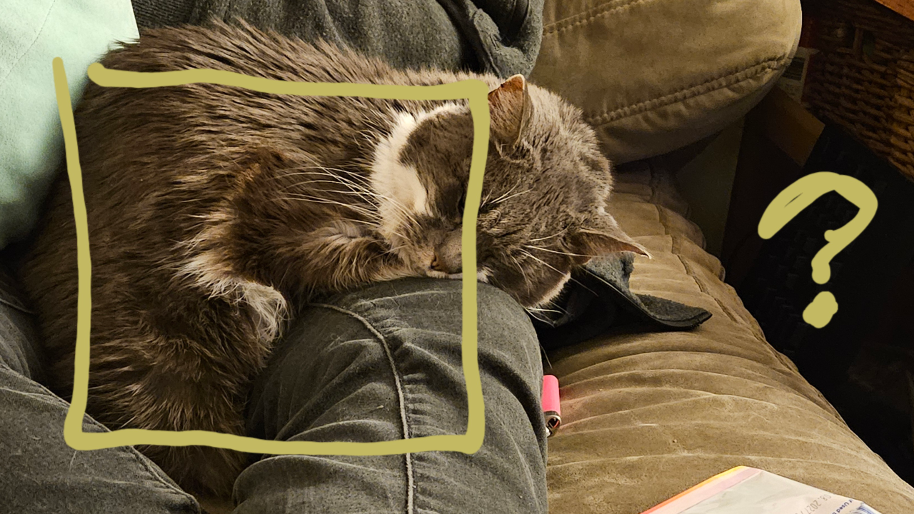 Why My Cat Is A Square?